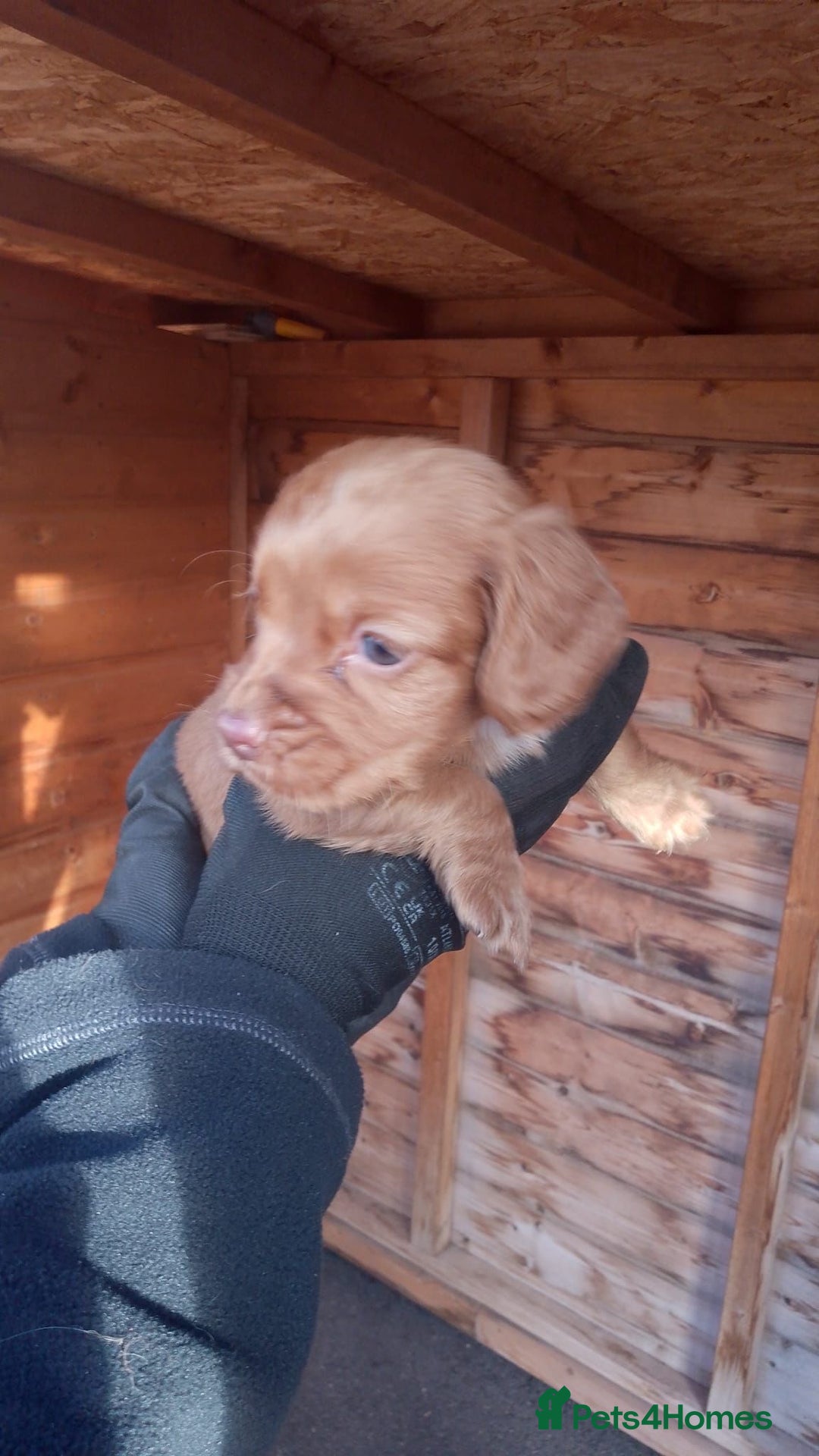 Cocker Spaniel dogs for sale: Last red boy - Ready to leave this week   - Advert 18