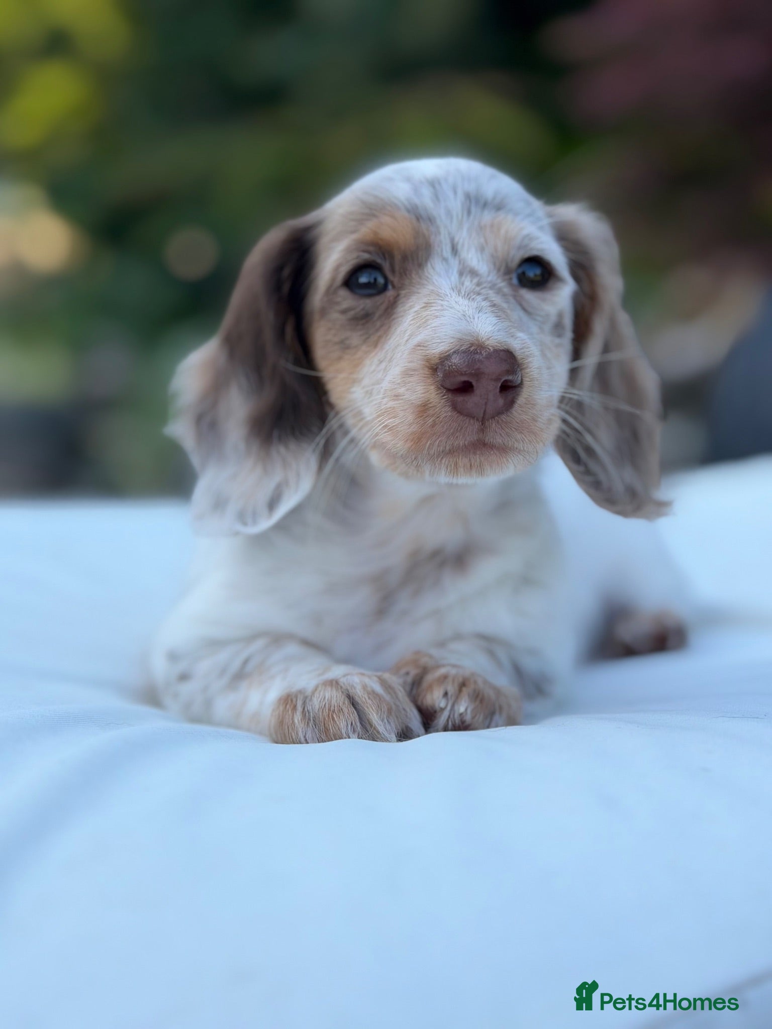 Miniature Dachshund dogs KC Longhair Miniature Dachshund Puppies - Advert 10