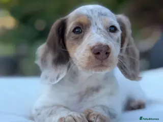 Miniature Dachshund dogs KC Longhair Miniature Dachshund Puppies - Advert 1