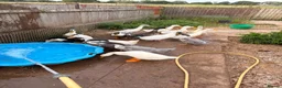 Ducks poultry for sale: Drakes - various breeds  - Advert 4