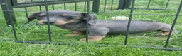 Dachshund dogs for sale: Soo cute  - Advert 38
