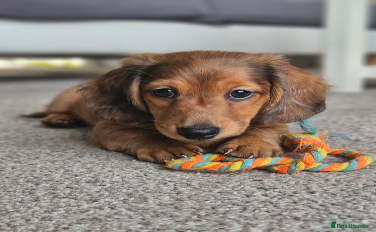 Miniature Dachshund dogs - Advert 13