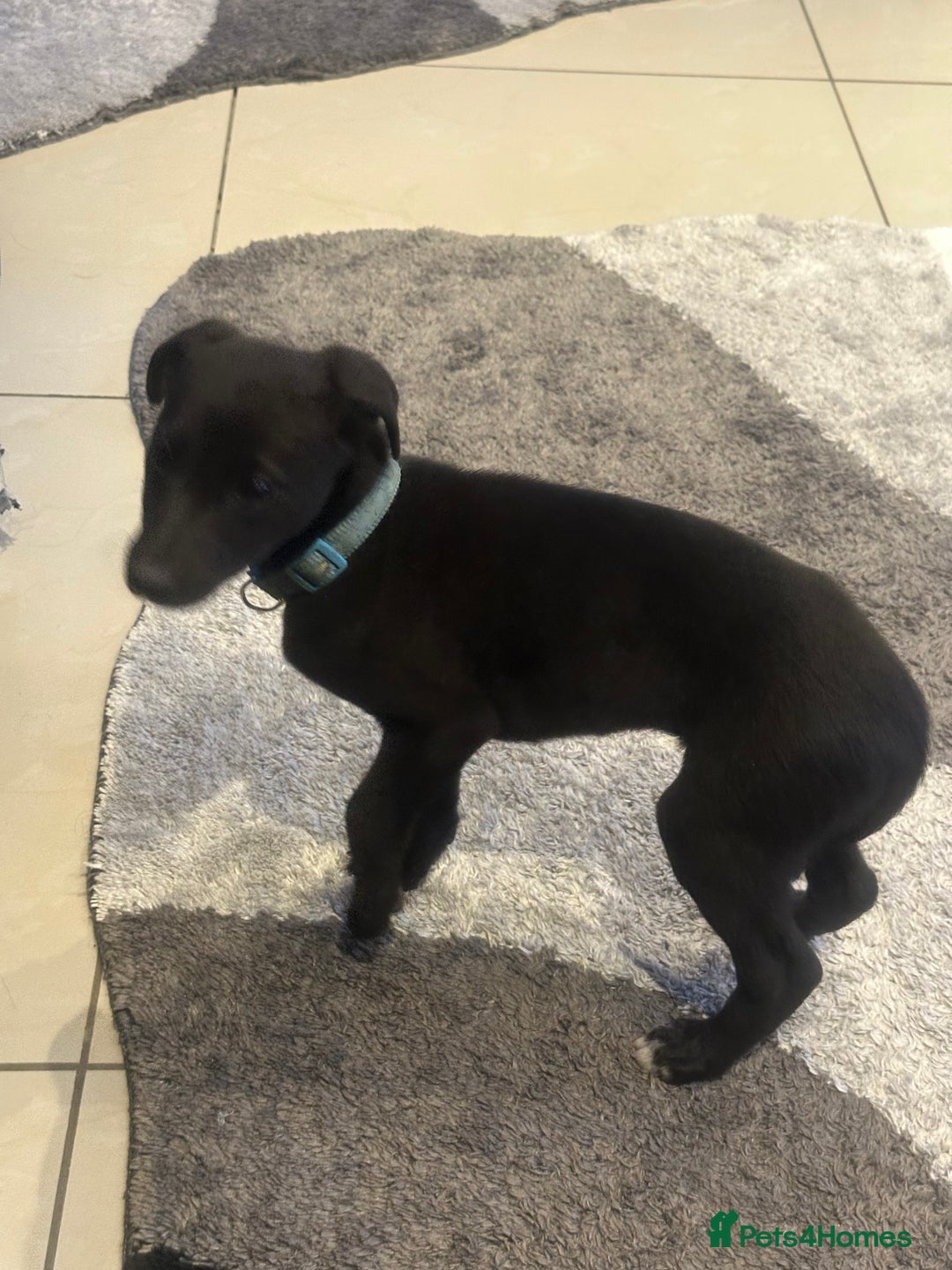 Mixed Breed dogs for sale: Beautiful healthy whippet  x Bedlington - Image 12