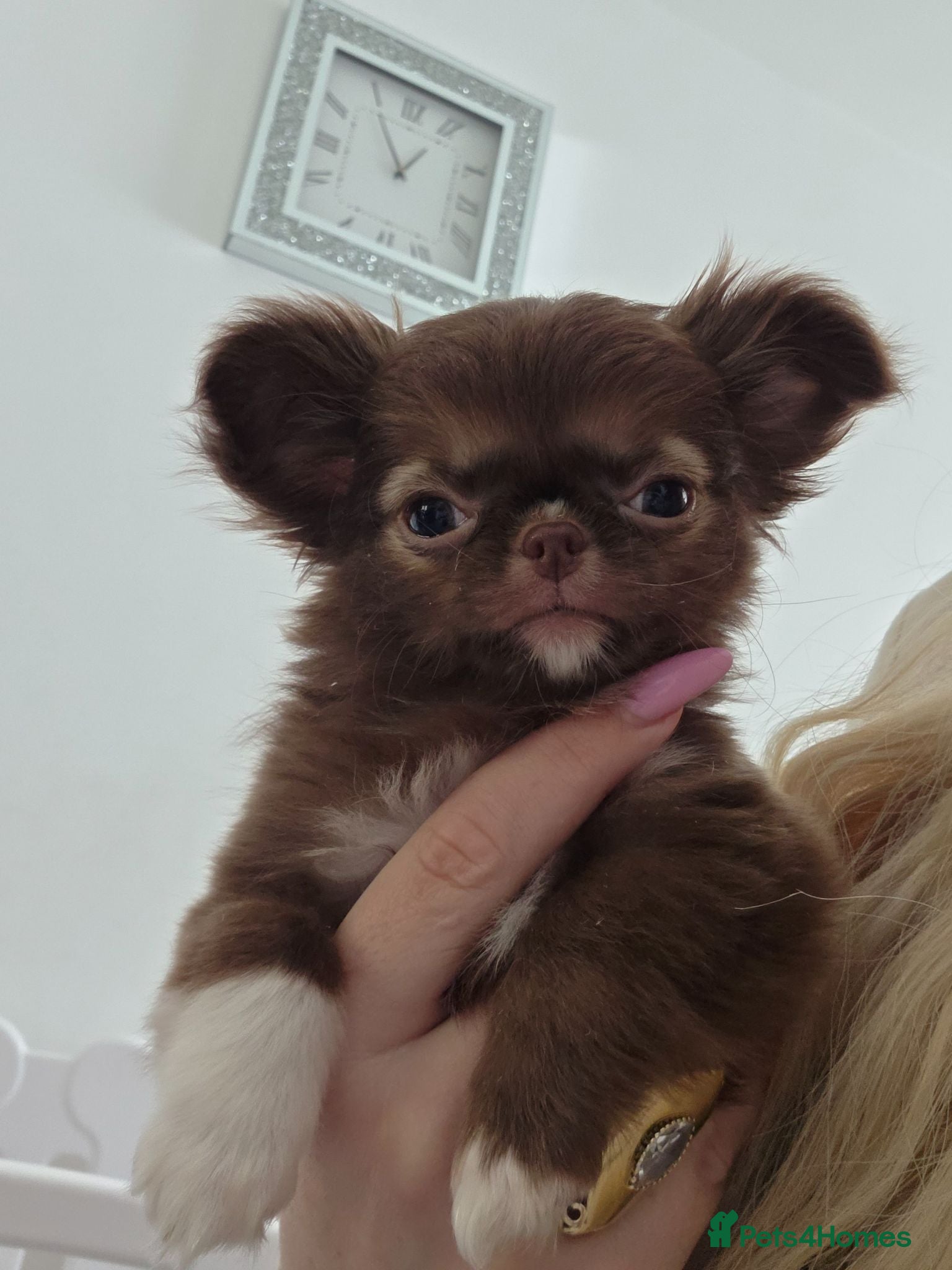 Chihuahua dogs Quality Thai blood line puppys - Advert 1
