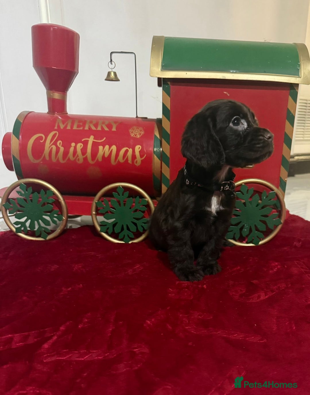Cocker Spaniel dogs for sale: Working Cocker Spaniel Puppies - Advert 4