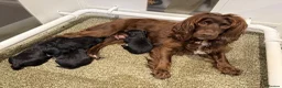 Mixed Breed dogs for sale: Sprockerpoo pups - Advert 2