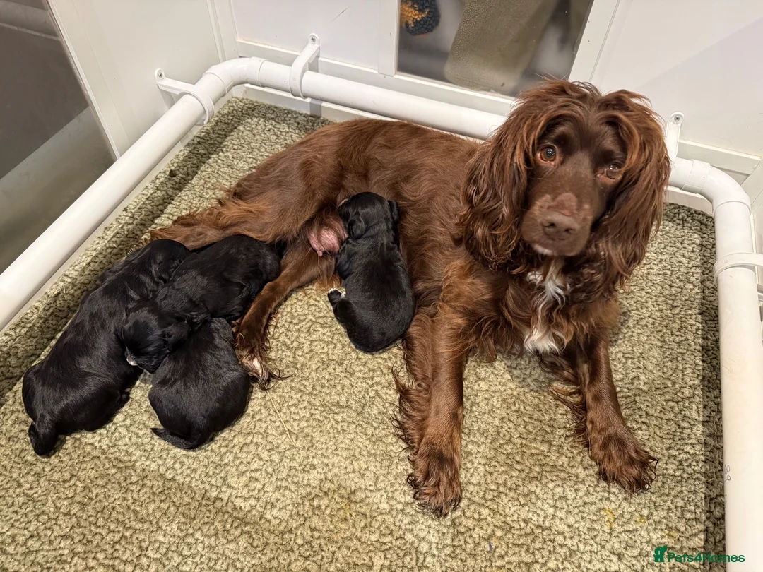 Mixed Breed dogs for sale: Sprockerpoo pups - Advert 2
