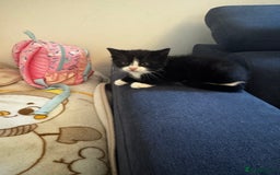 British Shorthair cats for sale: Adorable 9 weeks kitten half British shorthair  in Reading - Image 9