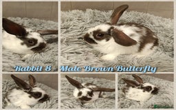 Mini Lop rabbits for sale: Beautiful Mini Lop Baby Rabbits  - Image 2