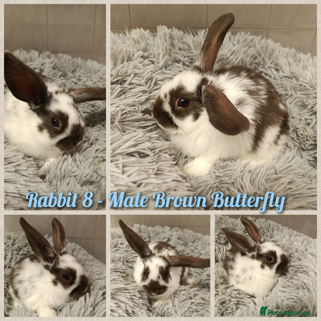 Mini Lop rabbits for sale: Beautiful Mini Lop Baby Rabbits  - Image 2