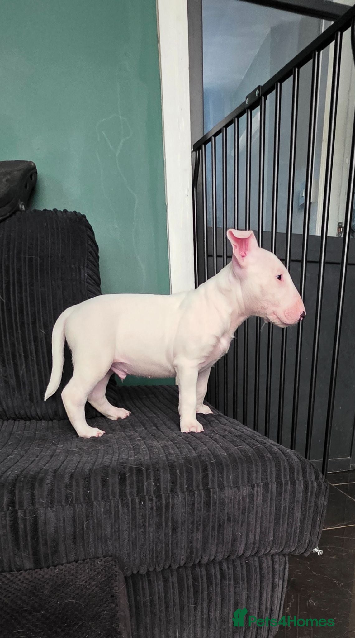 English Bull Terrier dogs Last boy KC English bullterrier puppies available  - Advert 2