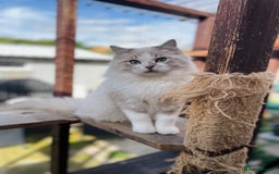 Ragdoll cats for sale: TICA registered blue mink ragdoll kitten - Image 8