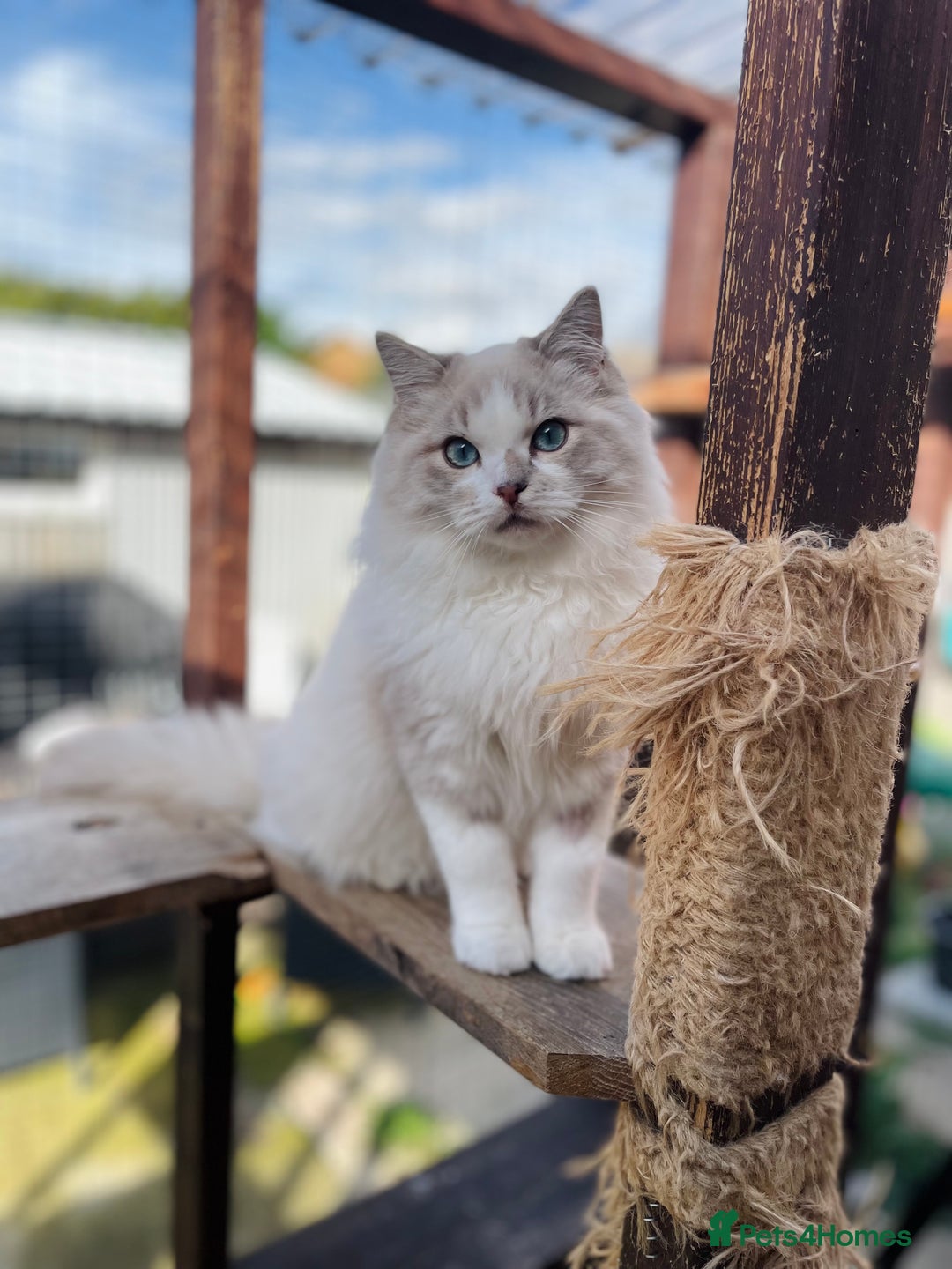 Ragdoll cats for sale: TICA registered blue mink ragdoll kitten - Image 8