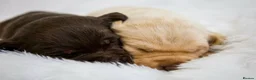 Labrador Retriever dogs for sale: Superb Fully health tested yellows  - Advert 11