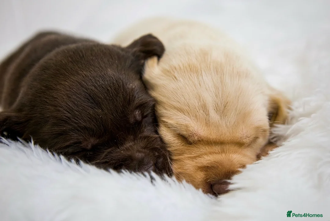 Labrador Retriever dogs for sale: Superb Fully health tested yellows  - Advert 11
