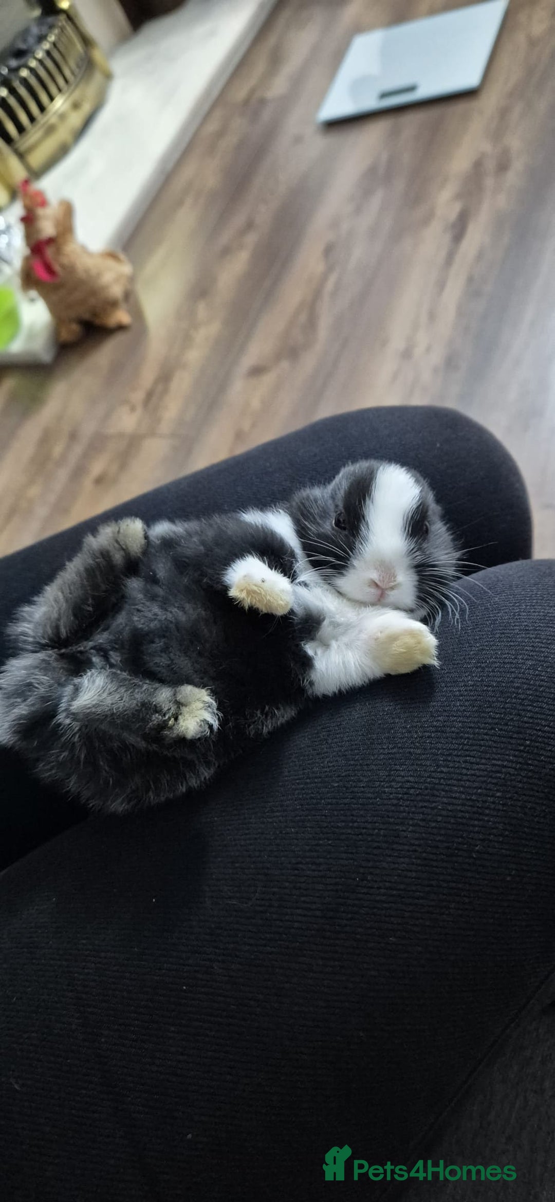 Rex rabbits for sale: They are 5 weeks old so nice baby - Advert 8