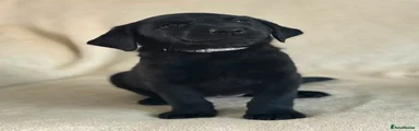 Labrador Retriever 6