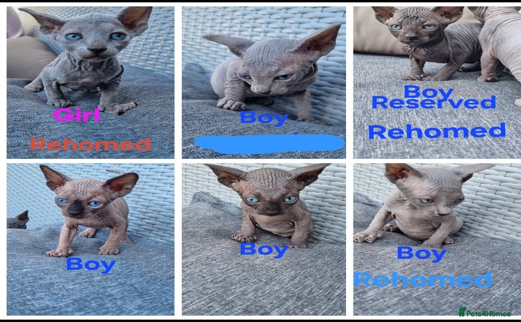 Sphynx cats - Advert 7