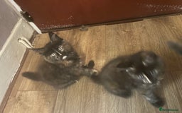 Maine Coon cats for sale: 5 beautiful maine coones  - Image 22