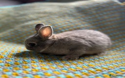Netherland Dwarf rabbits for sale: Vaccinated Netherland Dwarf Rabbits - Image 20
