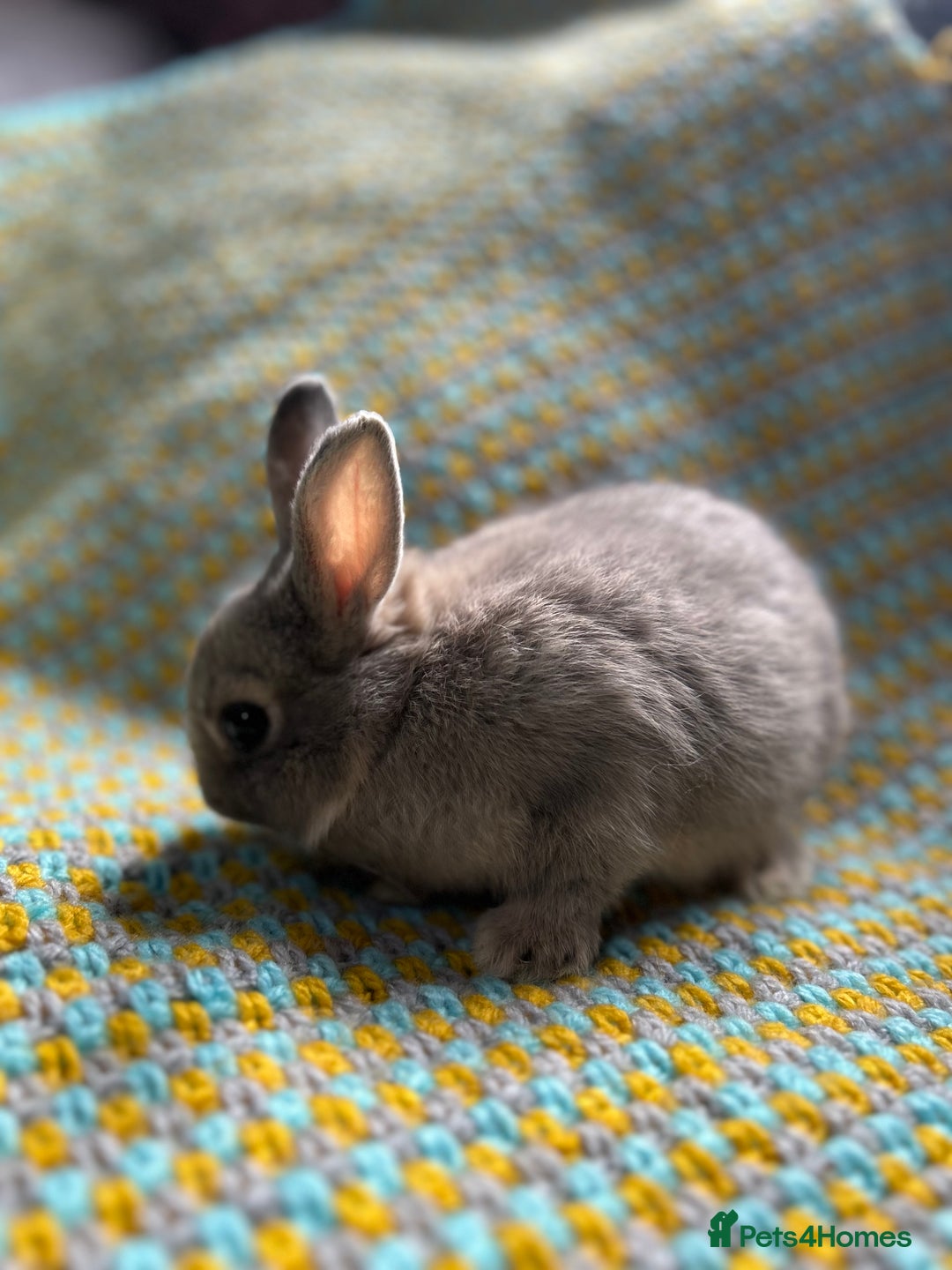 Netherland Dwarf rabbits for sale: Vaccinated Netherland Dwarf Rabbits - Image 20