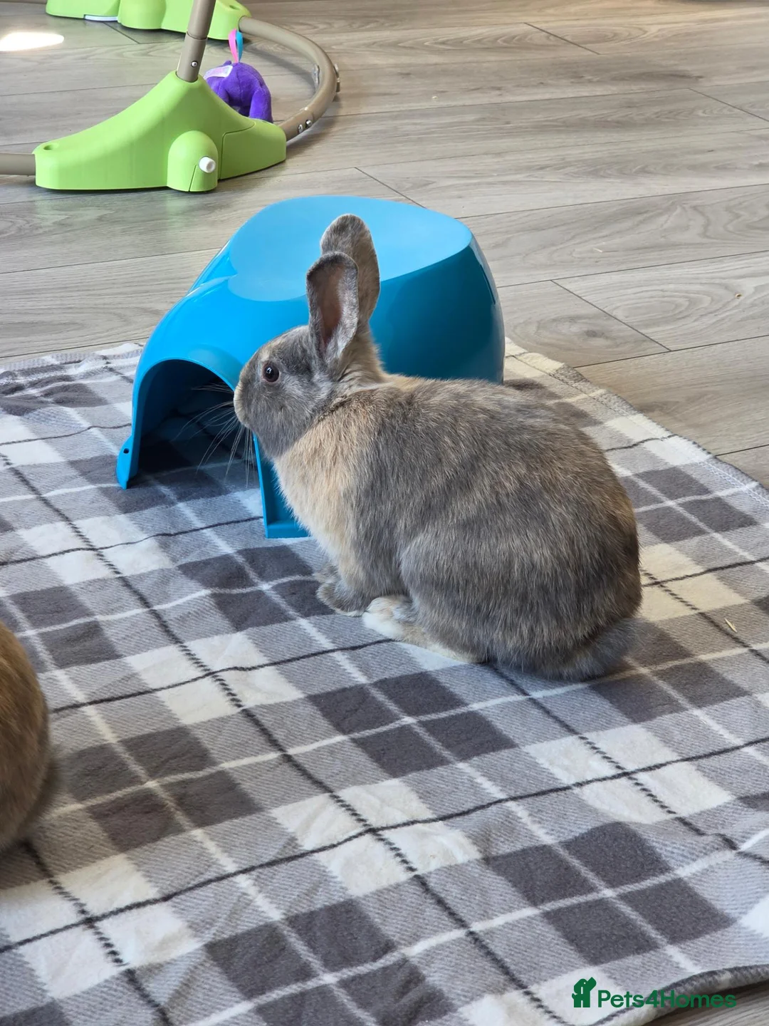 Mixed Breed rabbits for sale: Lionhead cross bunnies - Advert 2