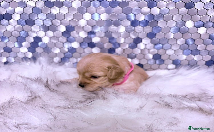 Maltipoo dogs - Advert 6