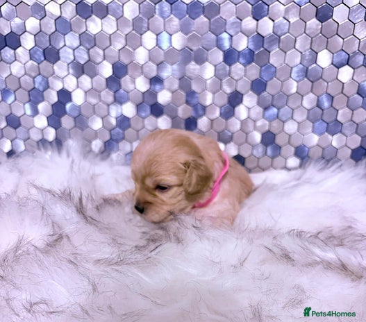 Maltipoo dogs - Advert 6