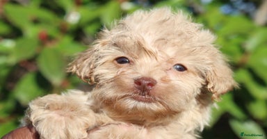 Maltipoo dogs Maltipoo Puppies  - Advert 7