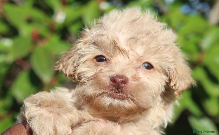 Maltipoo dogs - Advert 1