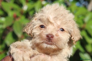 Maltipoo dogs Maltipoo Puppies - Advert 5