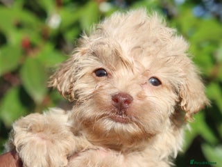 Maltipoo dogs - Advert 1