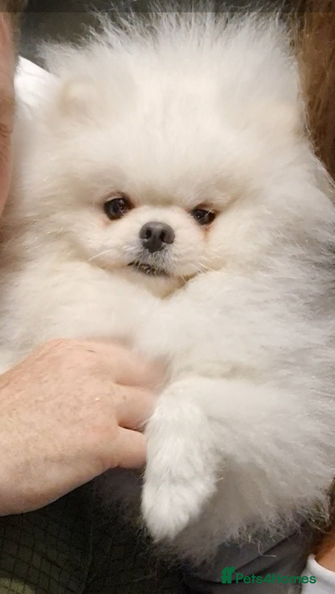 Pomeranian dogs for stud: Russian white stud (Monti muffins) - Image 3