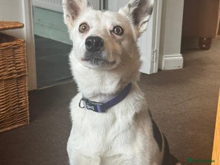 Border Collie dogs Border Collie Puppies - Advert 1