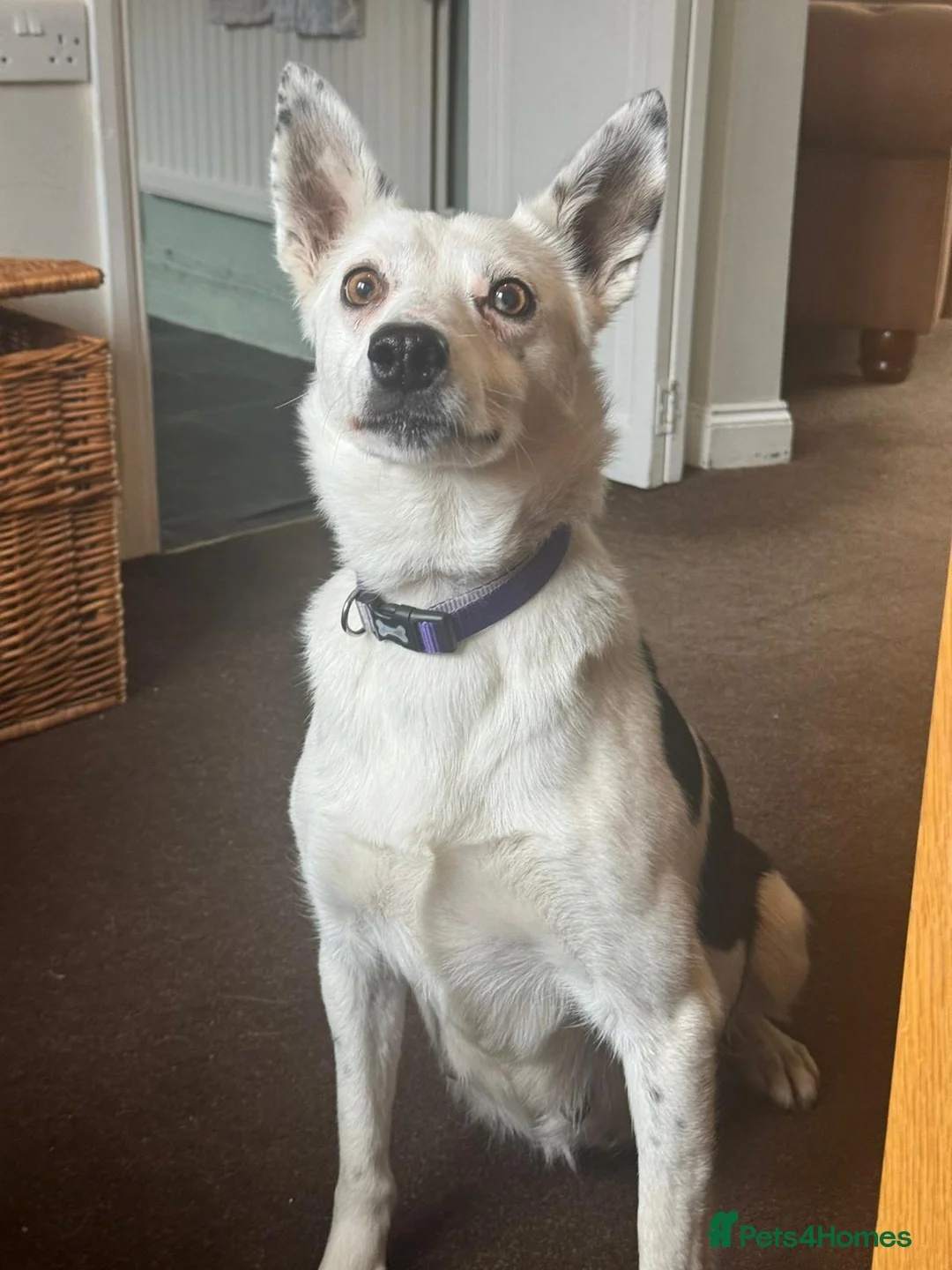 Border Collie dogs for sale: 1 Border Collie Pup - Health tested clear parents - Advert 3