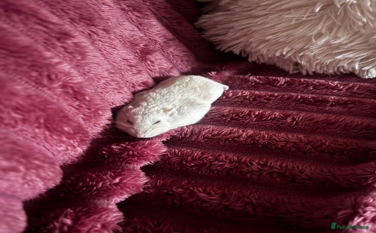 Hamster rodents - Advert 1