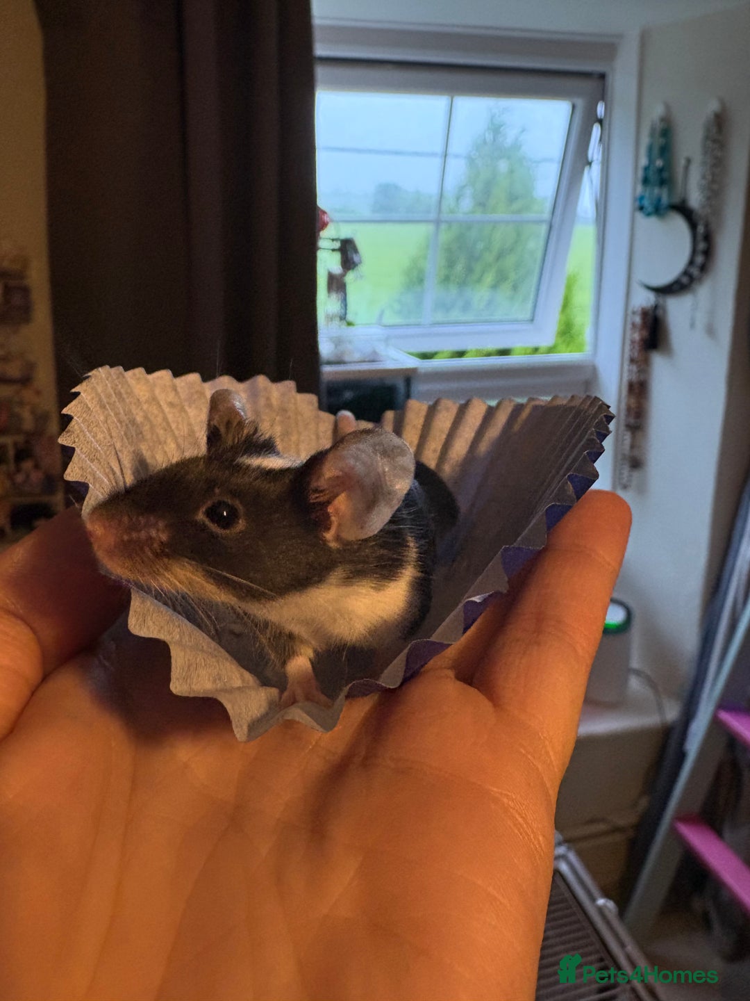 Mouse rodents for sale: Pet fancy mice babies  in Honiton - Image 2