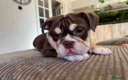 English Bulldog dogs for sale: One Beautiful Cuddly Girl Left 🏠💗 - Image 3