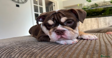 English Bulldog dogs - Advert 8