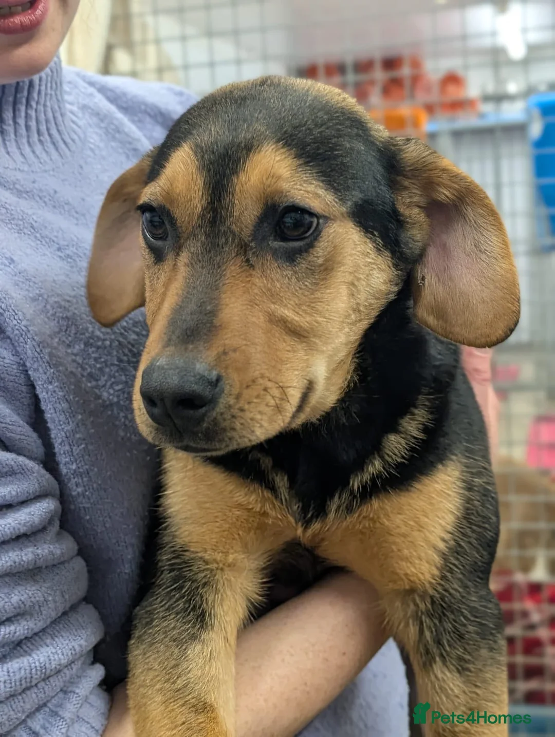 Mixed Breed dogs for adoption: Brutus - In Ayr Looking for a home  - Advert 7