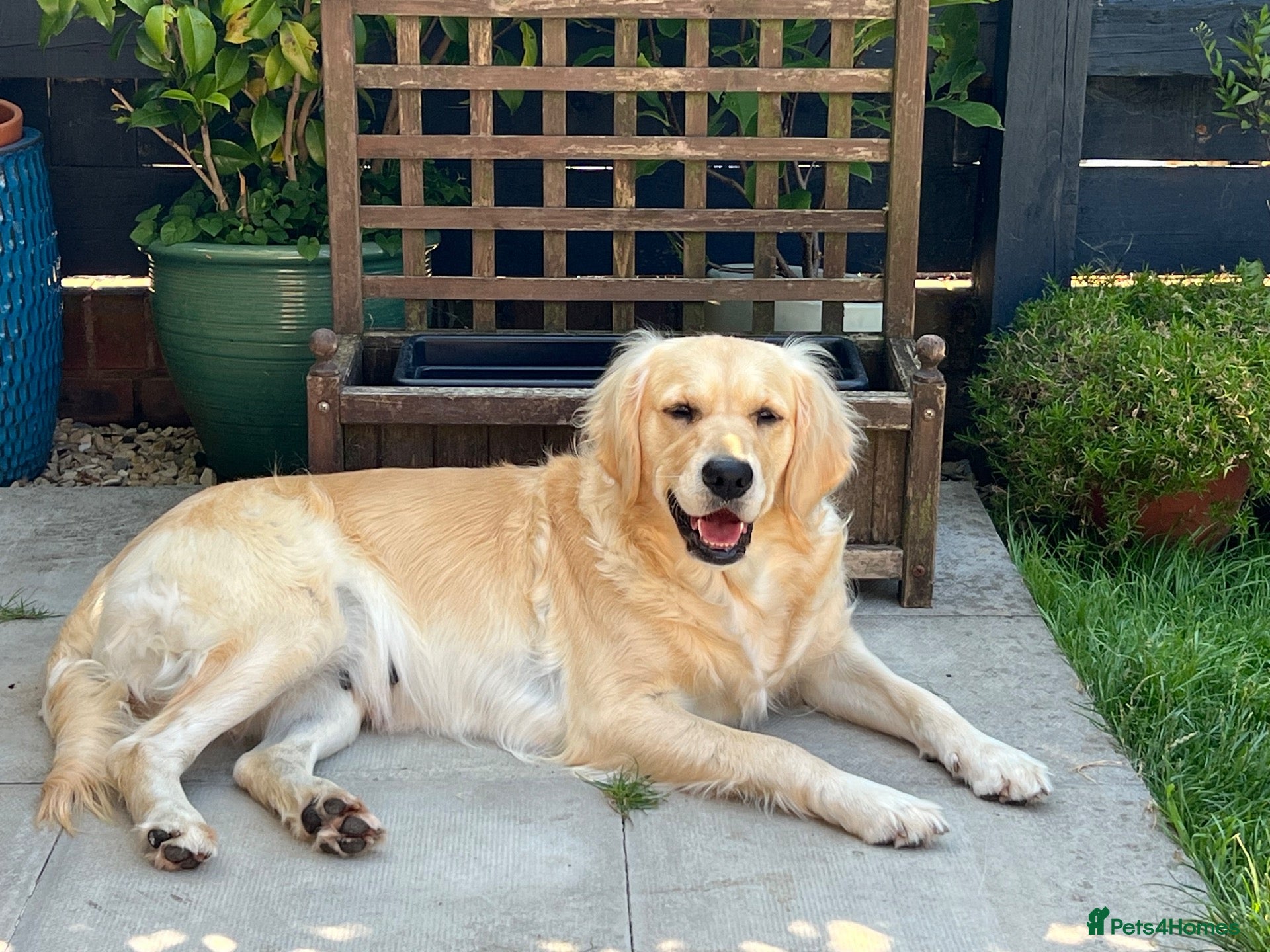 Golden Retriever dogs Waiting list open - Advert 10