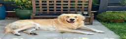 Golden Retriever dogs for sale: Waiting list open - Advert 1