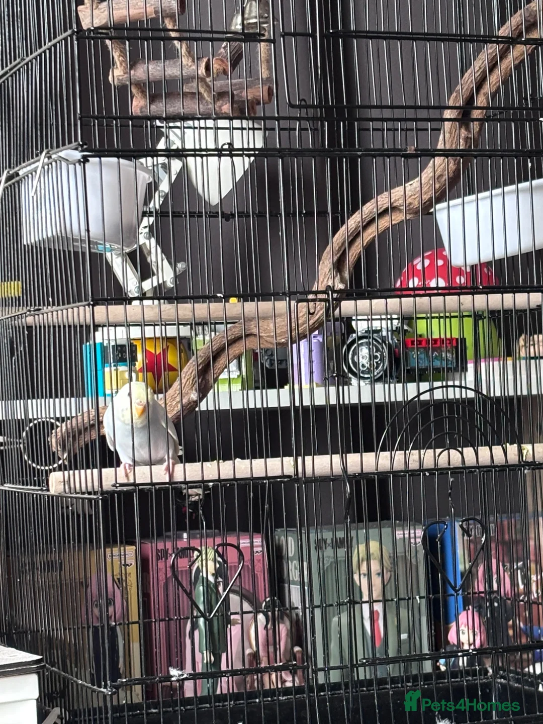 Budgerigars birds for sale: Budgie  in Gosport - Advert 2