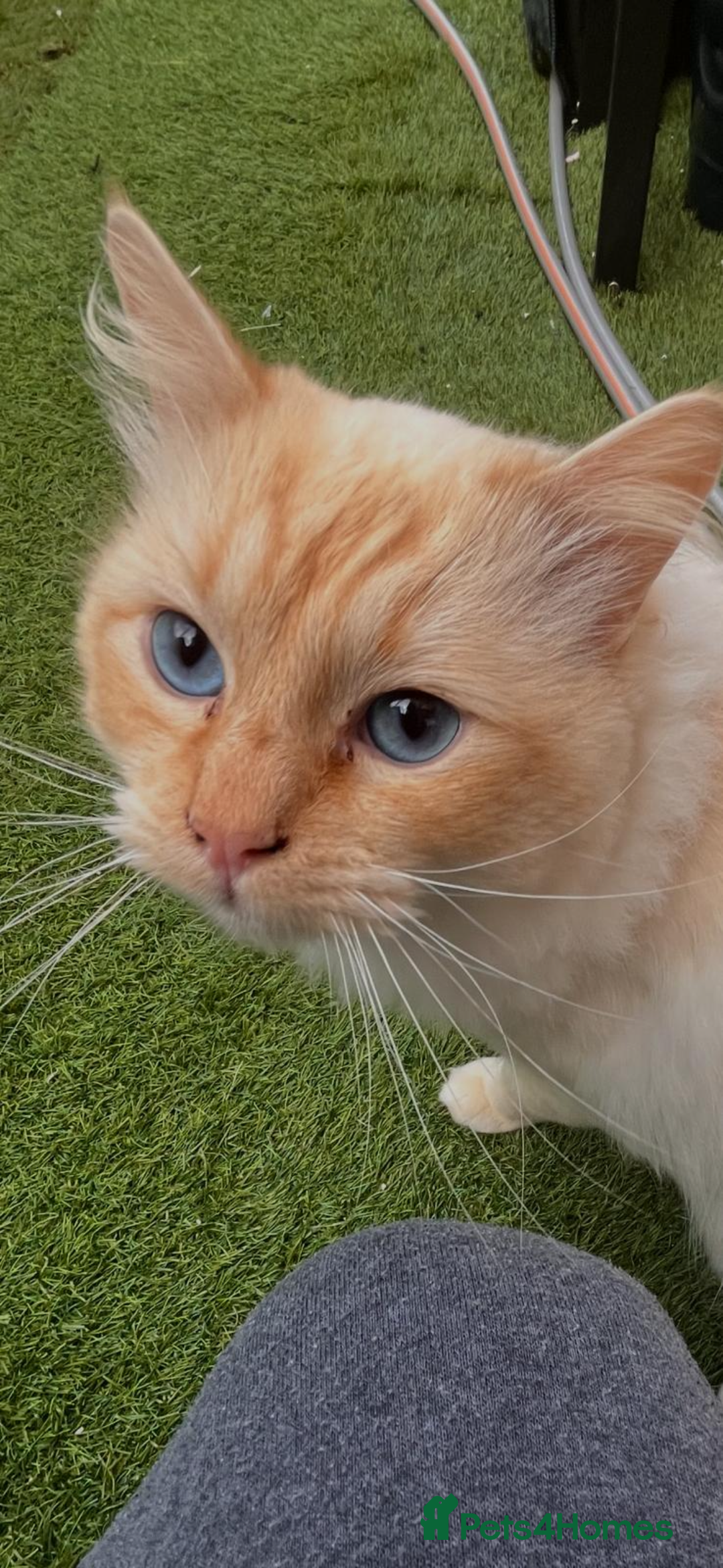 Ragdoll cats for sale: !!!Ready to reserve Ragdoll babies!!!  - Advert 14