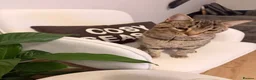 Bengal cats for sale: Tabby Bengal re home in Colchester - Advert 1
