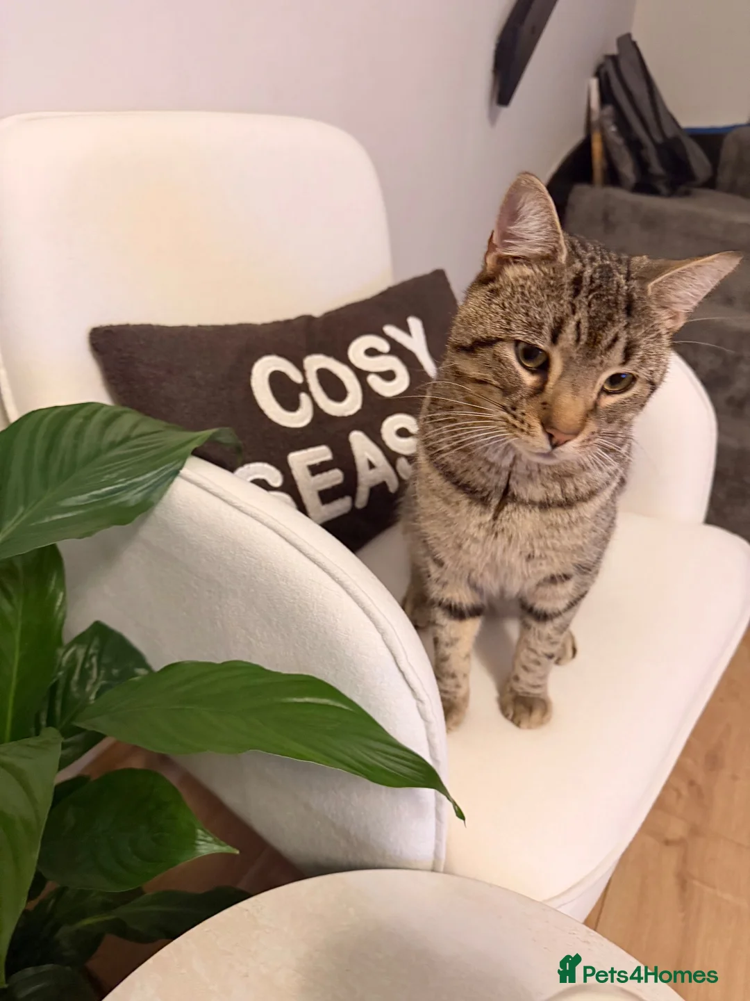 Bengal cats for sale: Tabby Bengal re home in Colchester - Advert 1