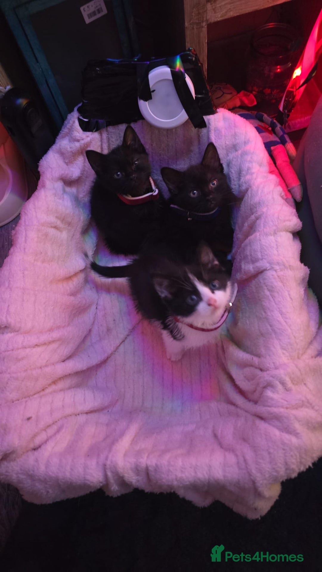 Mixed Breed cats for sale: 2 black twin boys 3 months old - Advert 2