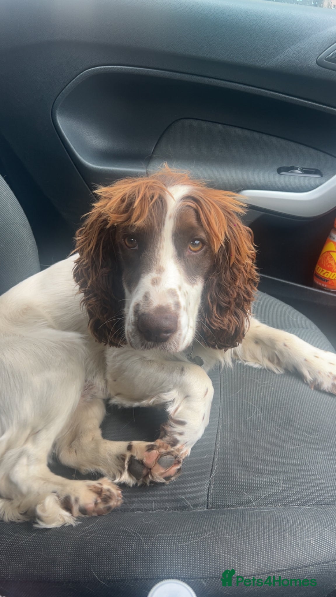Sprocker dogs Marley for stud NOT FOR SALE  - Advert 1