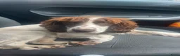 Sprocker dogs for stud: Marley for stud NOT FOR SALE  in Pontypridd - Advert 1