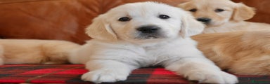 Golden Retriever Puppy 2